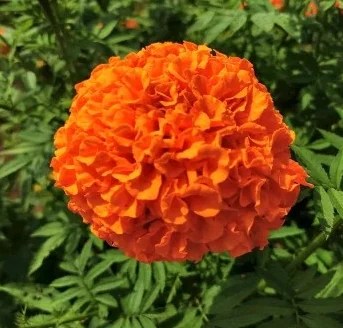 The fate is&nbsp;cast